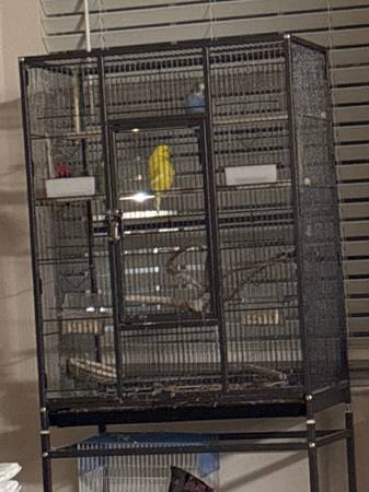 3 parakeets with cage 1