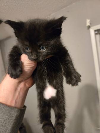 Free kittens (seabeck)64032525107715120