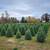 Christmas Trees Direct from Farm 2 thumbnail