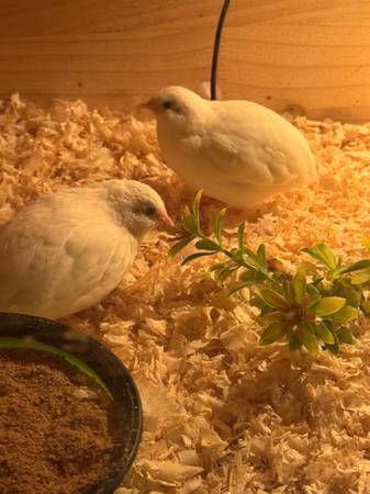 Free Button Quail Pets w/brooder box for winter 1