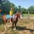 Gelding 11 yr old grade paint 1 thumbnail