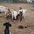 Boer goats 2 thumbnail