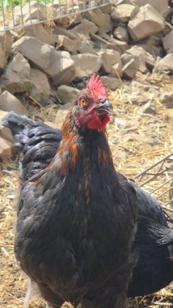 BCM Rooster 1