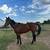 Horses 3 thumbnail