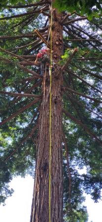 solo tree trimmer/remover/fire proofing 1