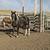 2 yo Paint Colt / Horse 3 thumbnail