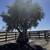 🫒 GIANT 150+ YEAR OLD SUPER GNARLY TRUNK OLIVE TREES GIANT SAVIINGS🫒 3 thumbnail