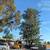 WEST HOLLYWOOD 🌳 Tree & Palm Service 🌴Trimming, Removal, Stump 🪵 17 thumbnail