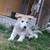 German shepard 3 thumbnail