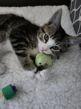 Gatito - Gratis (Seattle)63874560880513124