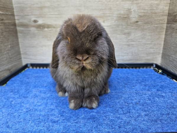 Chocolate Holland Lop (Conyers)63881505799939123