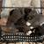 Microbully mixed american bully pups 11 thumbnail