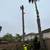 🌴🌳🌿TREE TRIMMING,🌴 TREE REMOVAL, PALM REMOVAL, PALM TRIMMING , SERVI 22 thumbnail