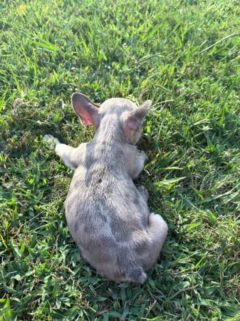 AKC French Bulldogs (Bruce)63625228324865123