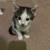 Kittys 6 thumbnail