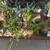 Beautiful Drought Tolerant Desert Plants for your Home! 6 thumbnail