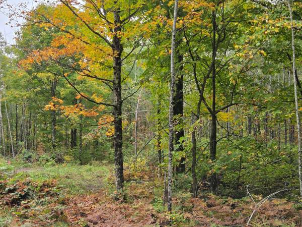 $59,900 6.2 Wooded Acres Walking Distance to State Forest and the Popple River (Fern)64152182333569124