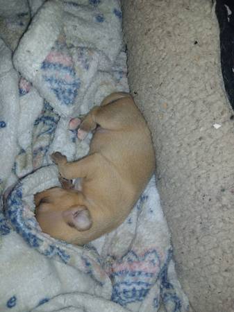 Dearhead Chihuahua's (Essex)63924992684291123