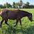 3 yo gelding horse 2 thumbnail