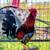 Game Fowl Roosters ..6 to 7 months old 3 thumbnail