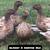 5 Female Ducks (3 laying) 4 thumbnail