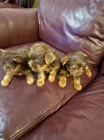 Yorkshire (Murfreesboro tn)63924866075011124