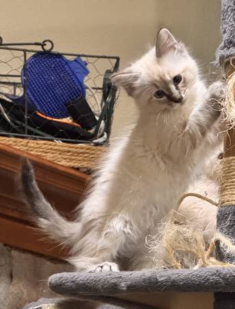 Lynx /Seal Point Siamese Ragdoll  Kittens (Burnt Bridge Creek)63842530741379120