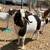 Female kids goat 5 thumbnail