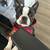 $48.00 / Night Dog Boarding - I make your life less Ruff! 7 thumbnail