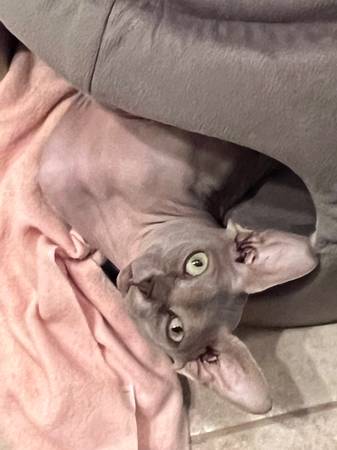 Sphynx (macho)63941349506946121