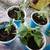 House Plants 2 thumbnail
