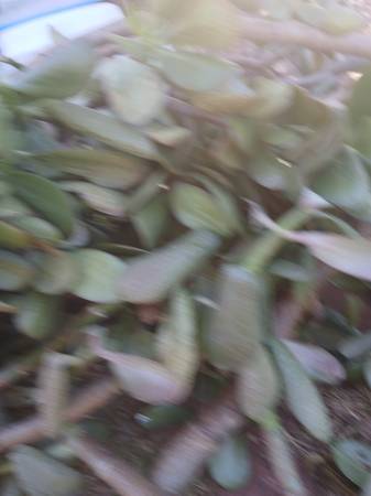 Free jade cuttings 1