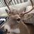 DEER HEAD - 8 Pointer White Tail 8 thumbnail