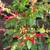 Last 3 Plants! Edible Salvia Elegans Hot Red Pineapple-Scented Sage1g. 5 thumbnail