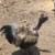 Silkie Roosters 3 thumbnail
