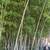 Tree bamboo 7 thumbnail