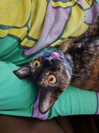 Missing Cat (Las Cruces)63622242844289121