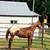 YP Grand Face, ‘24 Appaloosa gelding 2 thumbnail