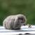 Holland lops rabbits 1 thumbnail