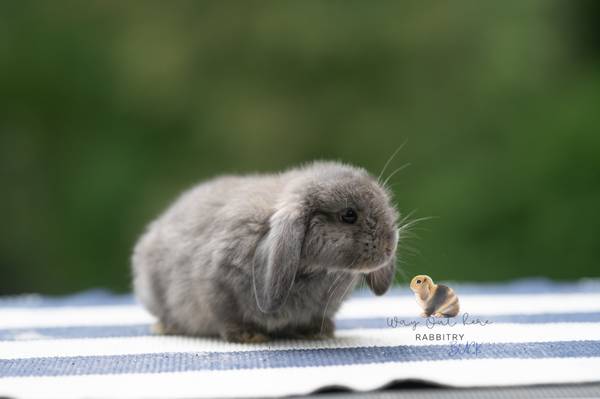 Holland lops rabbits 1