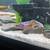Live high grade Flowerhorns and African Cichlids 5 thumbnail