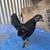 Serama x Porcelain d’uccles gallos/roosters/chicks 1 thumbnail