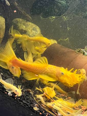 L144 Blue Eye Shortfin Bristlenose pleco 1