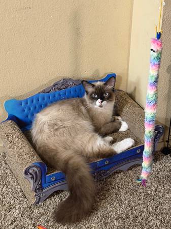 7 months old Siamese male cat 1