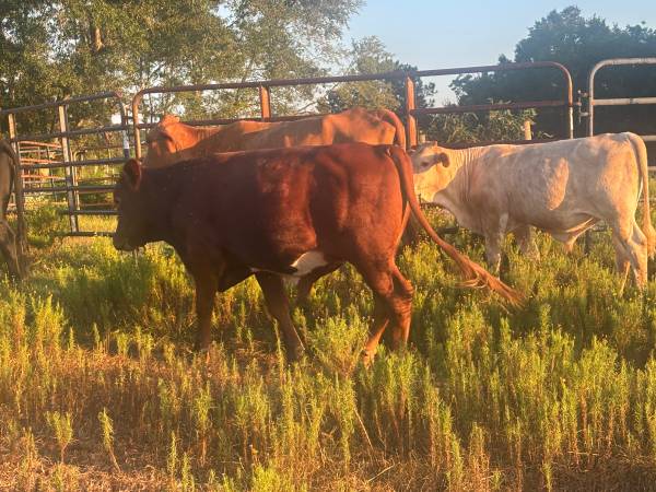 Quality Registerable  Beefmaster Bull — The Ranch Boss 1