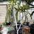 Plumeria 'Madeline' Large Insta-Tree Rooted plants $50 & Up 7 thumbnail