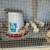 CHICK SPECIAL!!! Chicks & Almost Laying Hens 8 thumbnail