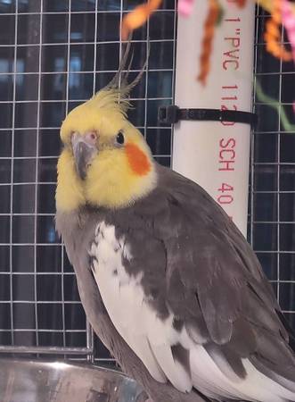 Macho de Ninfeta Adulto - $15063686605059201121