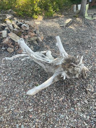 Drift Wood 1