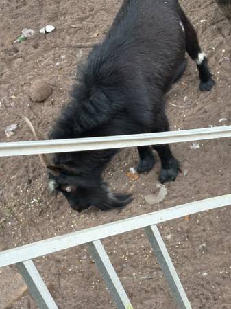 Nigerian dwarf goat63667812900867122